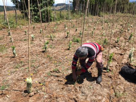 AGRICULTURA FAMILIAR CAMPESINA DE SAN JUAN DE LA COSTA Y SAN PABLO PREPARA SU FUTURA PRODUCCIÓN VITIVINÍCOLA.