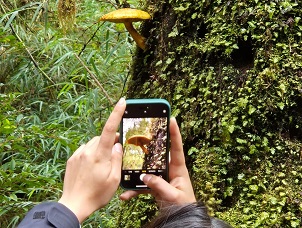 Festival Isla de Hongos abre la temporada otoñal en Chiloé con amplia programación en Castro