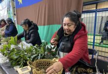 Más de 230 agricultores de Chiloé participan en el Trafkintu de Quellón